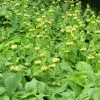 Future Forests Phlomis Russeliana Shrubs
