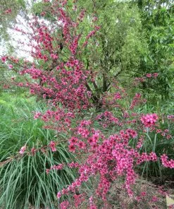 Future Forests Leptospermum Scoparium (Nanum Group) Kiwi