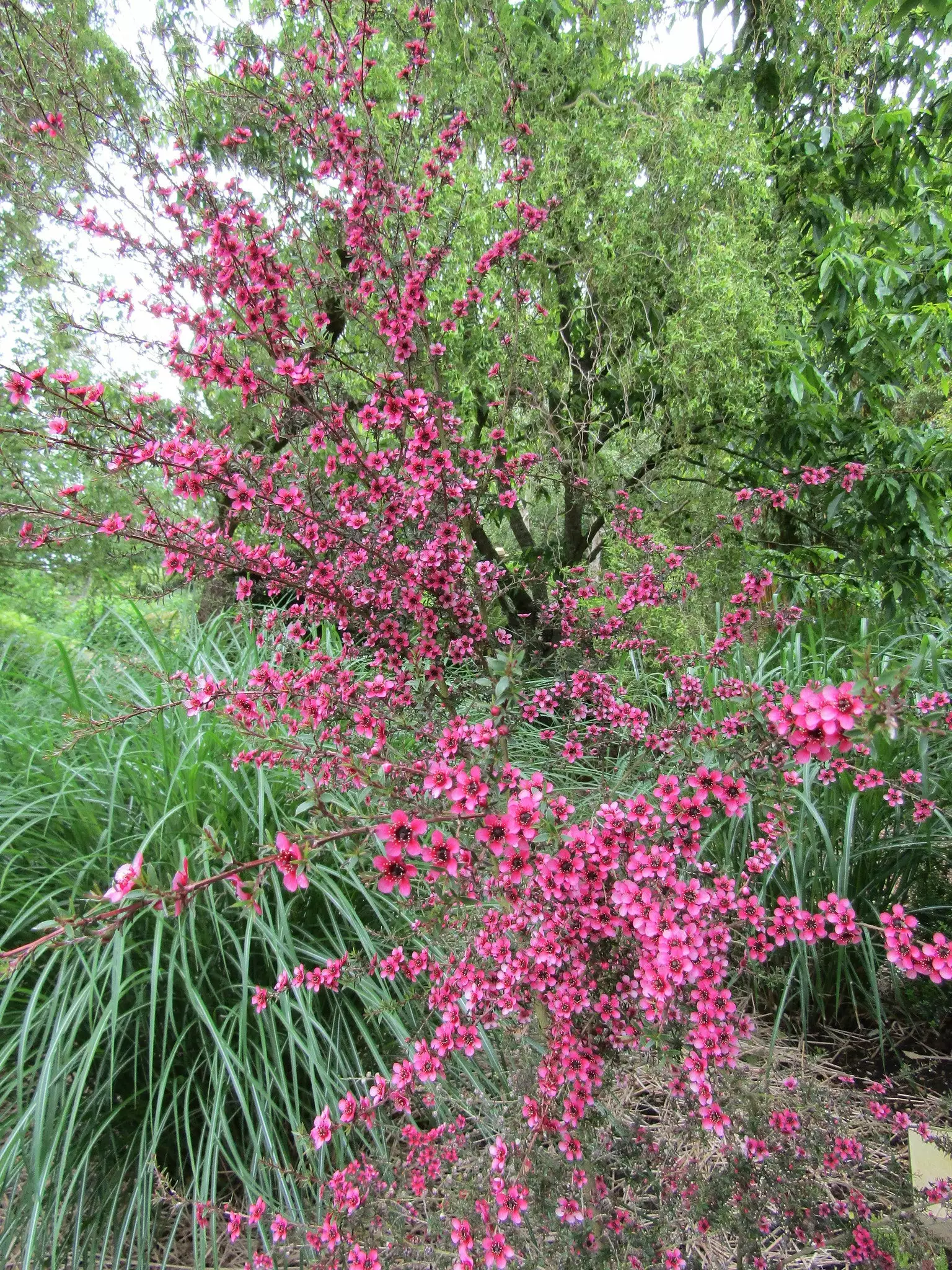 Future Forests Leptospermum Scoparium (Nanum Group) Kiwi 3 Future Forests Leptospermum Scoparium (Nanum Group) Kiwi