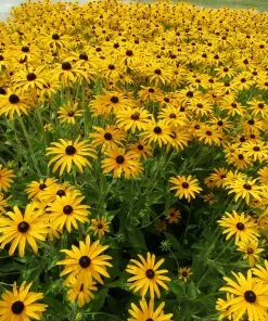 Future Forests Rudbeckia Fulgida Var. Deamii