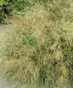 Future Forests Deschampsia Cespitosa Goldtau More