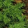 Future Forests All Conifers Saxegothea Conspicua - Prince Alberts Yew 2 Future Forests All Conifers Saxegothea Conspicua - Prince Alberts Yew