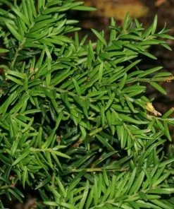 Future Forests All Conifers Saxegothea Conspicua - Prince Alberts Yew