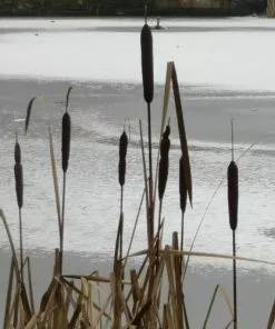 Future Forests Typha Latifolia - Bullrush All Waterplants & Marginals