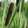 Future Forests Typha Latifolia - Bullrush All Waterplants & Marginals