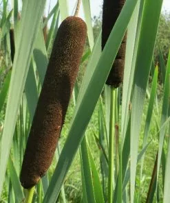 Future Forests Typha Latifolia - Bullrush All Waterplants & Marginals