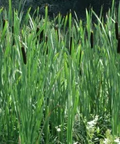 Future Forests Typha Latifolia - Bullrush All Waterplants & Marginals