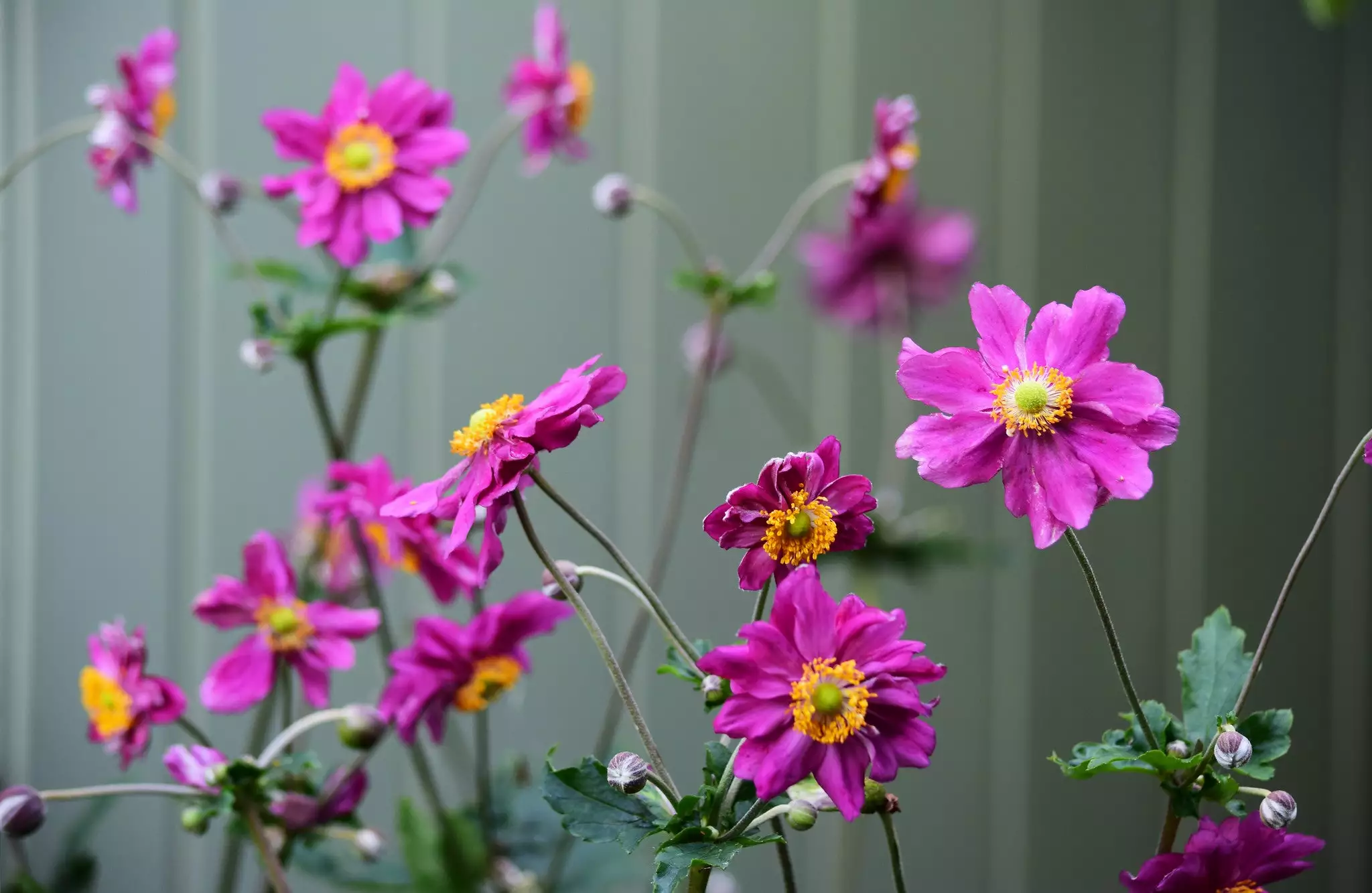 Future Forests More Anemone Hupehensis Var. Japonica Prinz Heinrich 4 Future Forests More Anemone Hupehensis Var. Japonica Prinz Heinrich