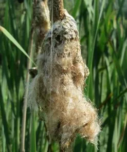 Future Forests Typha Latifolia - Bullrush All Waterplants & Marginals