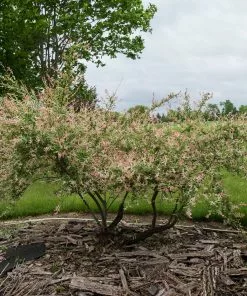 Future Forests Salix Integra Hakuro-nishiki Trees