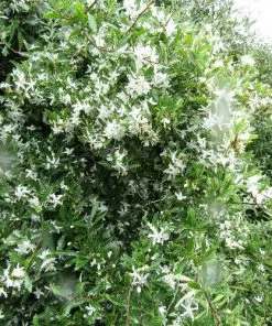 Future Forests Trees Hoheria Sexstylosa Snow White 5 Future Forests Trees Hoheria Sexstylosa Snow White