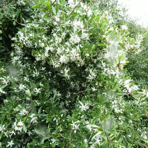 Future Forests Trees Hoheria Sexstylosa Snow White 4 Future Forests Trees Hoheria Sexstylosa Snow White