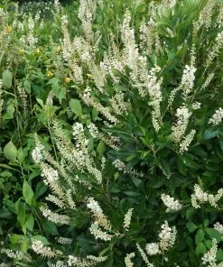 Future Forests Clethra Alnifolia Hummingbird