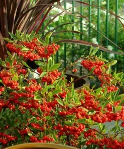 Future Forests Hedging Pyracantha Coccinea Red Cushion