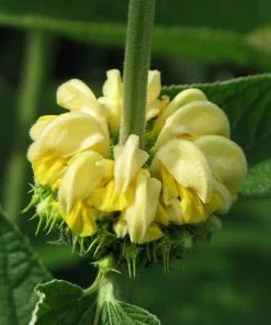 Future Forests Phlomis Russeliana Shrubs