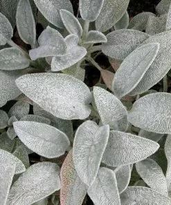 Future Forests More Stachys Byzantina