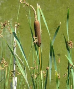 Future Forests Typha Latifolia - Bullrush All Waterplants & Marginals