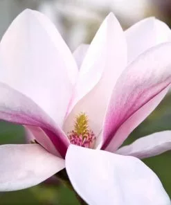 Future Forests Trees Magnolia Big Dude