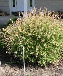 Future Forests Salix Integra Hakuro-nishiki Trees