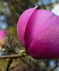 Future Forests Trees Magnolia Black Tulip