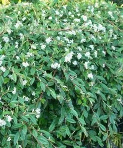 Future Forests Cotoneaster Salicifolius Repens Shrubs
