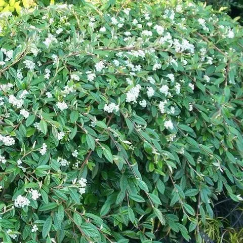 Future Forests Cotoneaster Salicifolius Repens Shrubs 4 Future Forests Cotoneaster Salicifolius Repens Shrubs