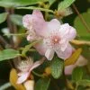 Future Forests Eucryphia Lucida Pink Cloud 2 Future Forests Eucryphia Lucida Pink Cloud