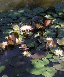 Future Forests More Nymphaea Rose Arey