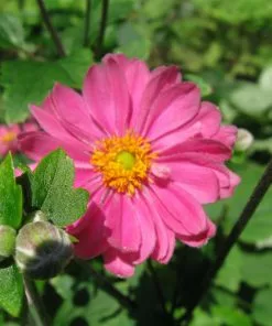 Future Forests More Anemone Hupehensis Var. Japonica Prinz Heinrich 8 Future Forests More Anemone Hupehensis Var. Japonica Prinz Heinrich