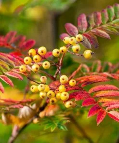 Future Forests Sorbus Aucuparia Autumn Spire R-Z