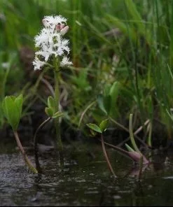 Future Forests All Waterplants & Marginals Menyanthes Trifoliata - Bogbean