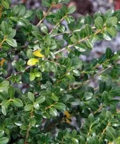 Future Forests Hedging Ilex Crenata Dark Green