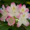 Future Forests Shrubs Rhododendron Lady Alice Fitzwilliam