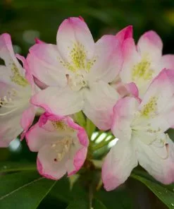 Future Forests Shrubs Rhododendron Lady Alice Fitzwilliam