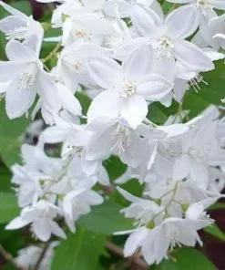 Future Forests Trees Hoheria Sexstylosa Snow White