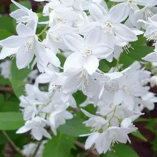 Future Forests Trees Hoheria Sexstylosa Snow White 3 Future Forests Trees Hoheria Sexstylosa Snow White