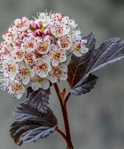 Future Forests Shrubs Physocarpus Opulifolius Little Angel