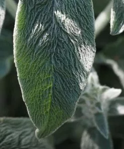 Future Forests More Stachys Byzantina