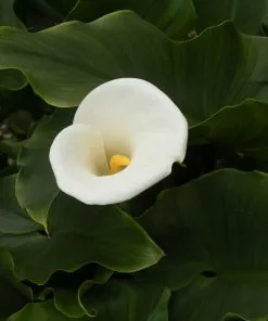 Future Forests More Zantedeschia Aethiopica