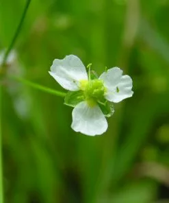 Future Forests Alisma Plantago-aquatica - Water Plantain All Waterplants & Marginals