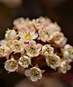 Future Forests Shrubs Physocarpus Opulifolius Little Angel