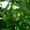Future Forests Fruit Cobnut - Corylus Avellana Fertile De Coutard