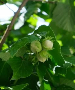 Future Forests Fruit Cobnut - Corylus Avellana Fertile De Coutard