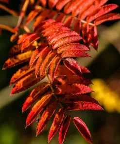 Future Forests Trees Sorbus Discolor