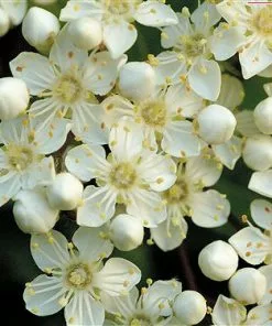 Future Forests Hedging Pyracantha Coccinea Red Cushion