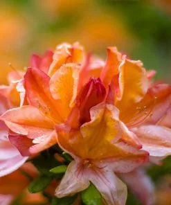 Future Forests Azalea Mollis Glowing Embers Shrubs