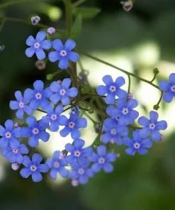 Future Forests Brunnera Macrophylla Dawson's White More