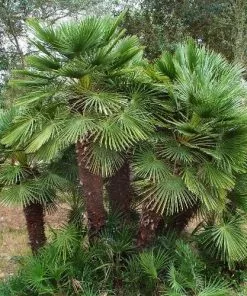 Future Forests Chamaerops Humilis Shrubs