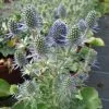 Future Forests Eryngium Planum Blue Hobbit All Perennials