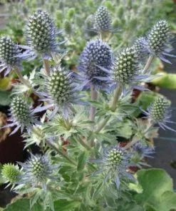 Future Forests Eryngium Planum Blue Hobbit All Perennials